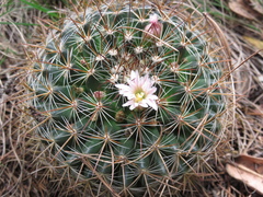 Mammillaria discolor