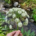 Angelica callii - Photo (c) Jacob Smith, μερικά δικαιώματα διατηρούνται (CC BY-NC-ND), uploaded by Jacob Smith