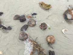 Molgula occidentalis