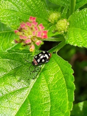 Alagoasa trifasciata