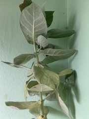 Calotropis procera