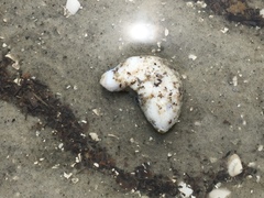 Pentamera pulcherrima