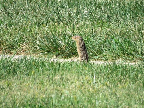 Thirteen-lined Ground Squirrel photographed in Indiana