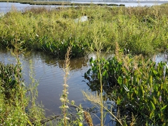 Amaranthus cannabinus