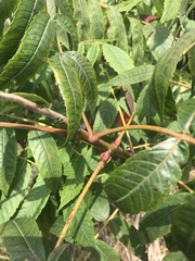 Rhus × borealis