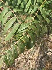 Rhus × borealis