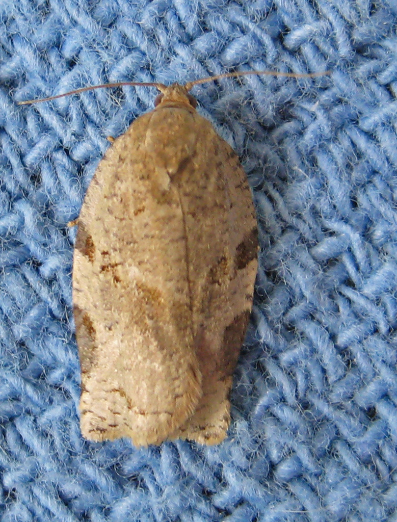 Gray Archips Moth