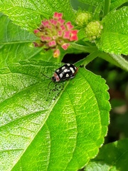 Alagoasa trifasciata