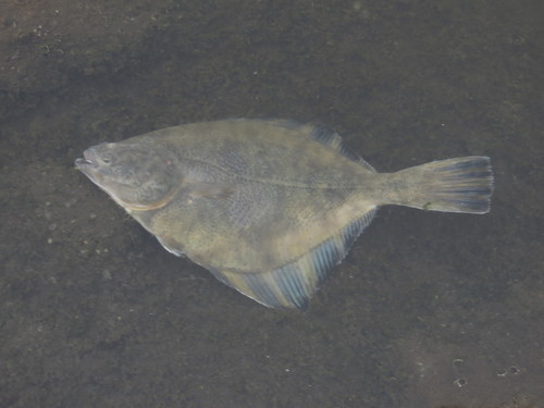Starry Flounder