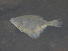 Starry Flounder photo 3