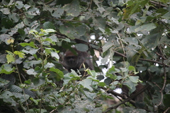 Plecturocebus donacophilus