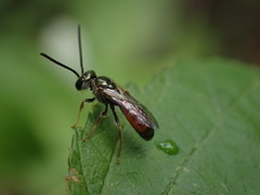 Lasioglossum zephyrus