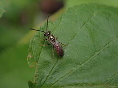 Lasioglossum zephyrus