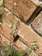 Chaenorhinum