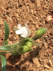 Chaenorhinum