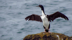 Leucocarbo bougainvillii