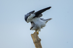 Elanus caeruleus