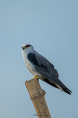Elanus caeruleus