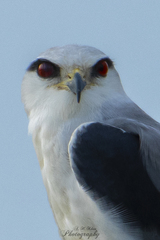 Elanus caeruleus