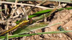 Erythrodiplax connata