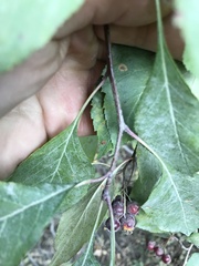 Crataegus rivularis
