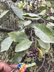 Crataegus rivularis