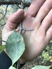 Crataegus rivularis