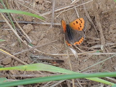 Lycaena phlaeas