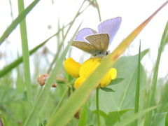 Polyommatus icarus