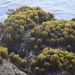 Postelsia palmiformis - Photo (c) supbuttercup,  זכויות יוצרים חלקיות (CC BY-NC)