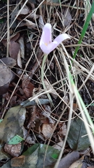 Colchicum autumnale