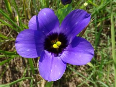 Eustoma russellianum