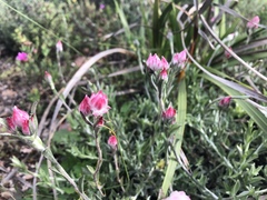 Achyranthemum affine