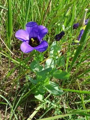 Eustoma russellianum