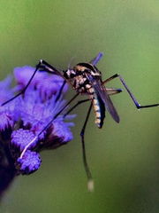 Toxorhynchites rutilus septentrionalis