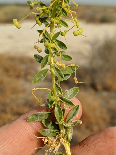 Image of Cleomella refracta by no rights reserved