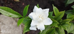 Gardenia