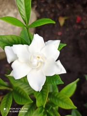 Gardenia