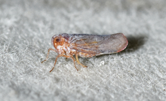 Omolicna