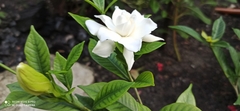 Gardenia