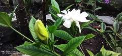 Gardenia
