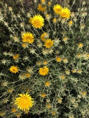 Berkheya angustifolia