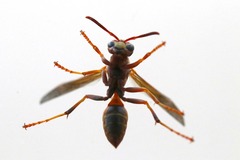 Polistes instabilis