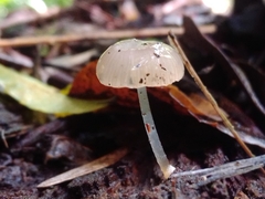 Roridomyces austrororidus