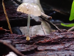Roridomyces austrororidus