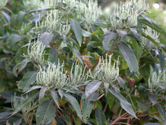 Colebrookea oppositifolia