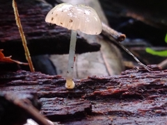 Roridomyces austrororidus