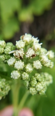 Verbesina virginica image