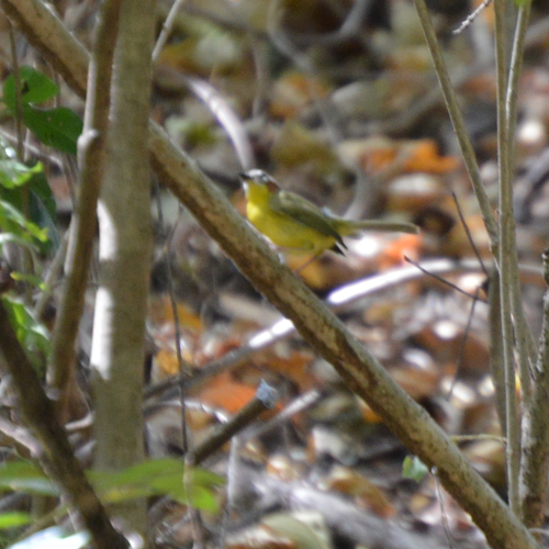 Basileuterus delattrii