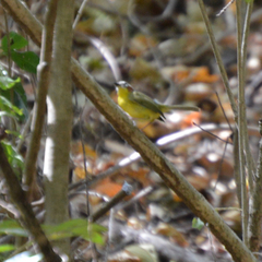 Basileuterus delattrii